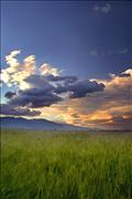 JW - grassy waves 326